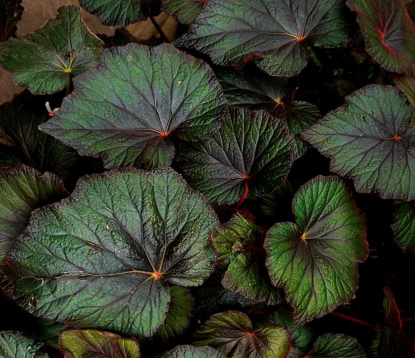 B. ‘Bettina Rothschild’